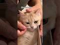 Something inside the cat’s nose. #cat #cats