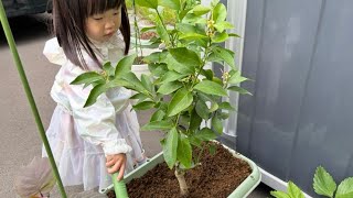小さな植物園と化した我が家を紹介します🪴🐟