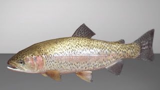【釣りゲー】ビール飲みながら、まったりファルコン湖でマス釣り。「フィッシングプラネット」(fishing planet)LIVE