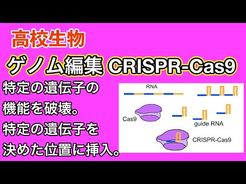 ケラトフリスについて詳しく解説