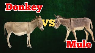 Donkeys vs Mules: What’s the Difference