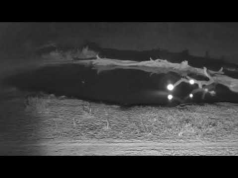 Djuma: Two Hyenas with a lot of 'lowing' audio from them - 19:14 - 09/10/18