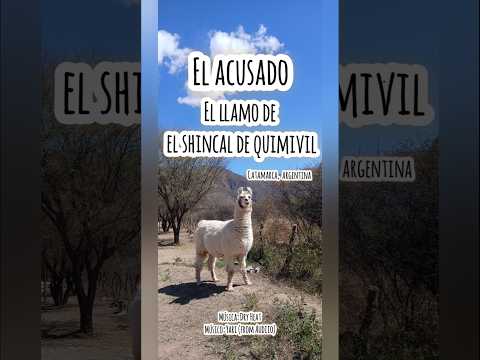mi perra cara a cara con un llamo, Londres, Catamarca. Música: #argentina #animales # #perros