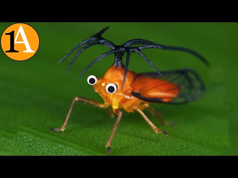 Zikade schläft 17 Jahre lang, um ein paar Tage zu leben