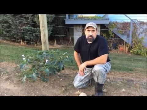 Casting Call - Jimson Weed (Datura Stramonium)