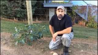 Casting Call - Jimson Weed (Datura Stramonium)