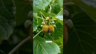 Download lagu white flowers of kiwi plants bloom under the soft sunlight #fruit #shorts #kiwi #timelapse mp3 Download lagu white flowers of kiwi plants bloom under the soft sunlight #fruit #shorts #kiwi #timelapse mp3