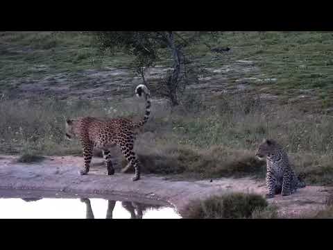 Djuma: Leopards-Tlalamba female and her two cubs - 17:30 - 05/20/2022