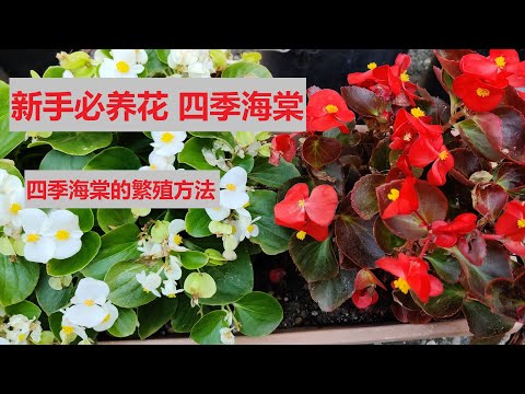 海棠花季節