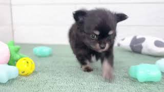 ハーフ犬の動画01