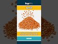lentil - a small, round seed that pe... video thumbnail