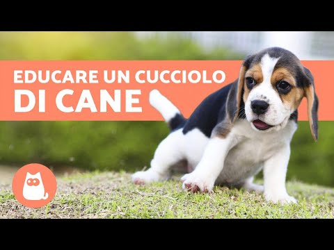 download lagu mp3 mp4 Come Educare Un Cucciolo, download lagu Come Educare Un Cucciolo gratis, unduh video klip Come Educare Un Cucciolo