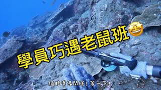 【海野人 Spearfishing 】當學員巧遇老鼠班會有什麼發展呢！？ #自由潛水 #漁獵 #打魚 #夢幻魚 #石斑  #澎湖 #潛打 #趕海 #紅槽 #龍膽 #紅條 #土魠魚 #石鯛 #老鼠班