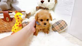 ハーフ犬の動画01