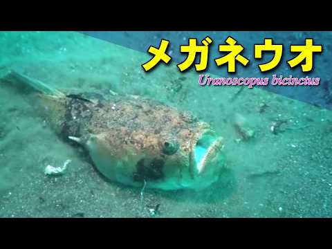 砂底に埋まるように隠れる、メガネウオの水中映像