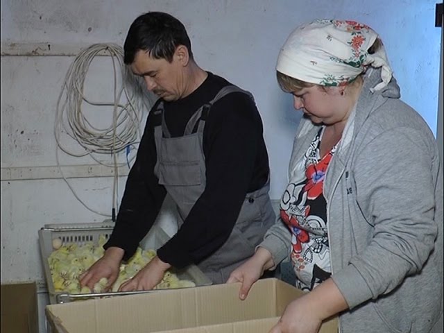 Зыянга түгел,табышка