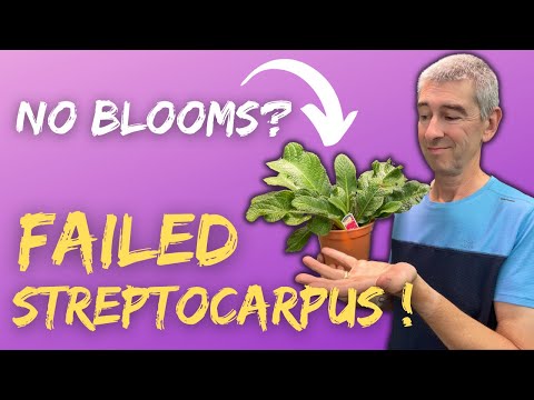 STREPTOCARPUS Won't Bloom? Here's Why & How to Save Them!