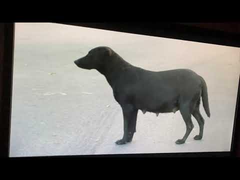 Street dogs of south-central 2013: Elsie Wandering the streets￼￼!