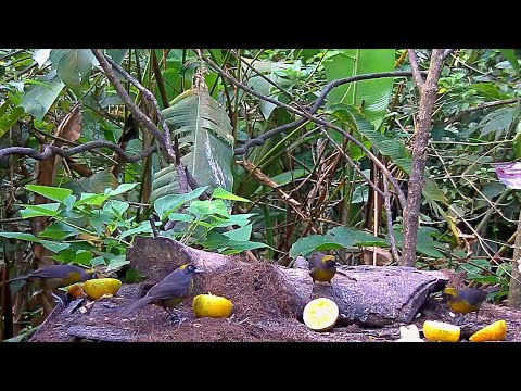 Panama Fruit Feeder Full Of Dusky-faced Tanagers – Feb 28, 2020