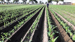 #Agriculture machine Cultivator #專利開溝犁 The most cost-effective! High soil covering efficiency!
