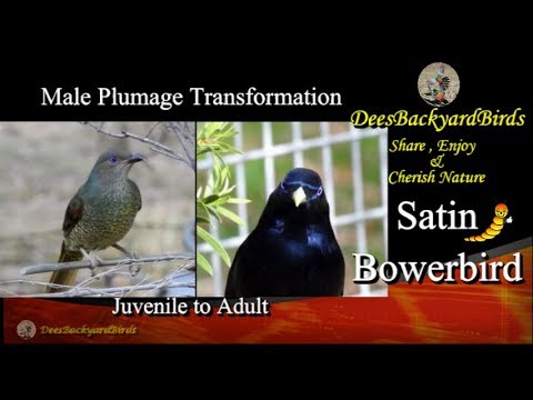 Male Satin #Bowerbird~Plumage Transformatiom~#Backyardbirds Australia~#BirdTV