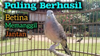 Download lagu Pancingan perkutut betina memanggil jantan mp3