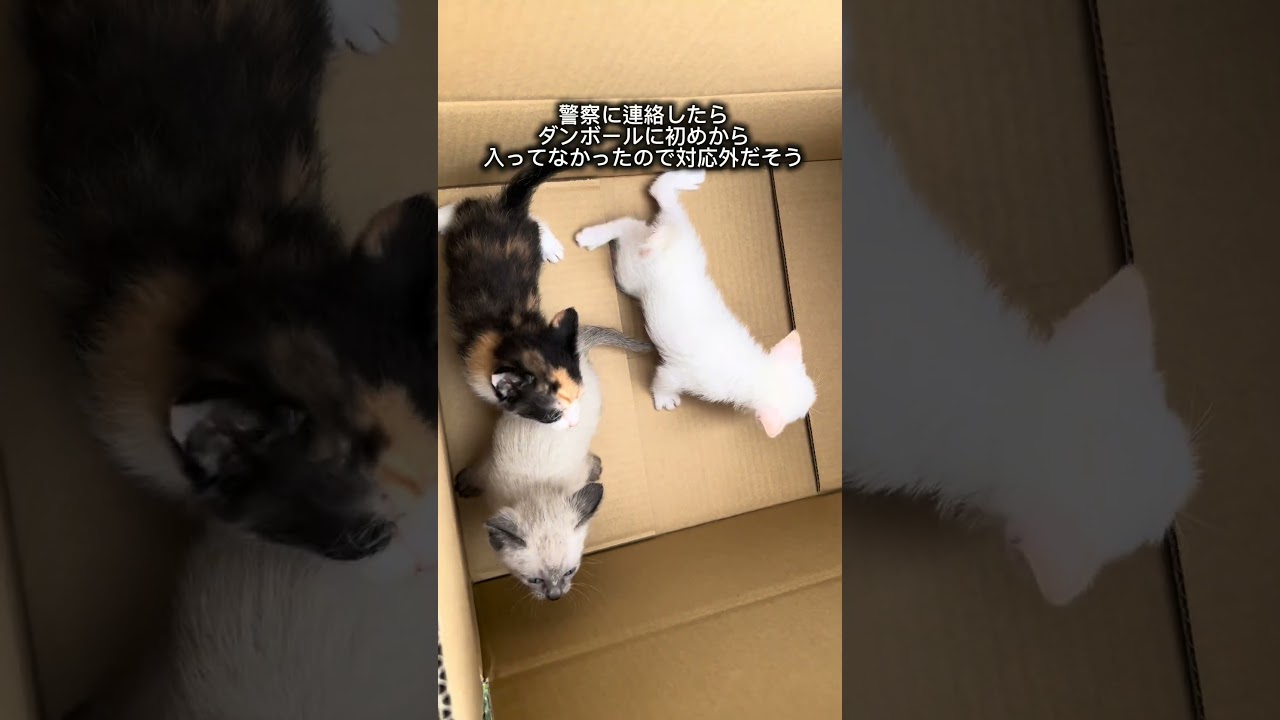 捨てるなら飼うなよ！
