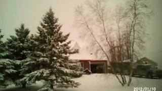 2nd Hand Red-tailed Hawk (Hand Me Down Hawk)