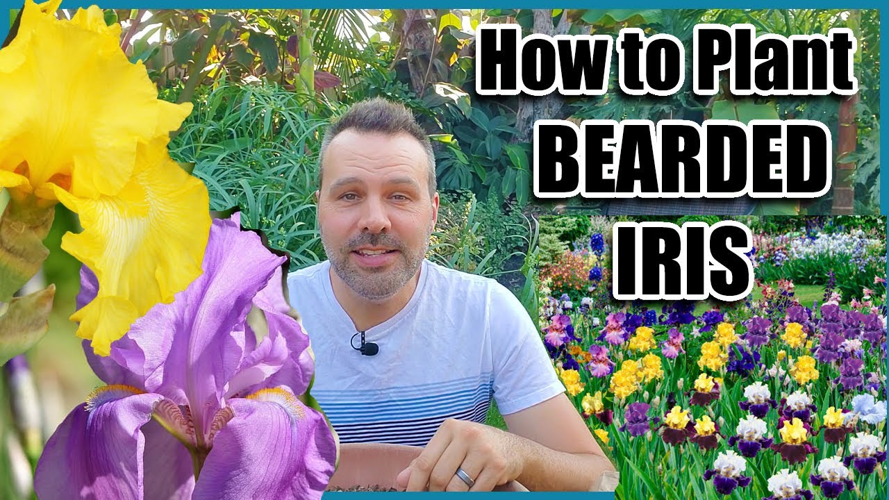 How to Plant Bearded Iris for Beautiful Results - Bareroot planting.