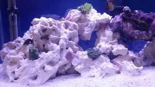 How to setup a Nano 10 gallon reef tank, day 19