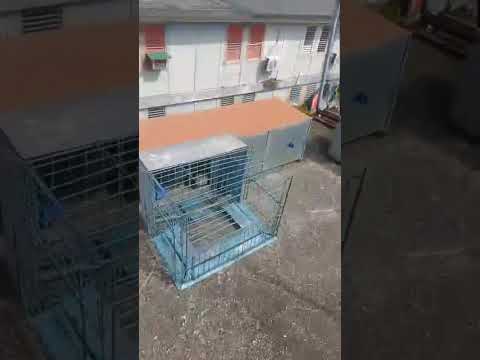 Captura #2 de este palomo