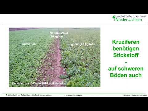 Zwischenfrüchte und Düngung