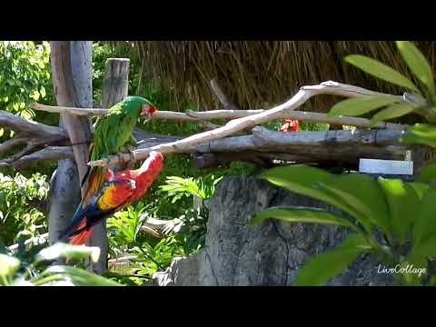 ¿Recordarán que podían volar? GUACAMAYAS del Zoo de Aragón (05/10/17¡).