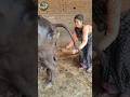 VillageHack This Woman S Way Of Collecting Buffalo Poop Will Shock You RuralLife AmazingIdea