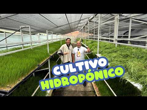 Así funciona un cultivo hidropónico en Tangua, producción eficiente sin necesidad de tierra