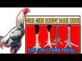 Rahasia Ciri Ciri Ayam Pakoy Cara Memilih Ayam Pakhoy Yang Bagus