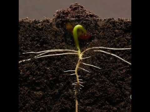 Časosběr klíčícího semene