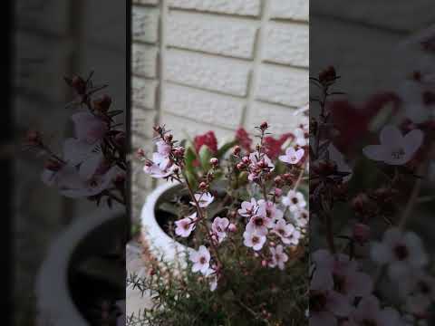 一年中美しい花畑を作るための最も美しい常緑の開花低木 8 つは何ですか?  庭園