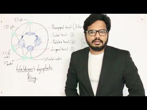 Waldeyer’s Lymphatic Ring