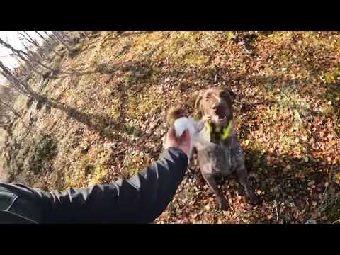 Kaldoaivi riekkojahti 2023