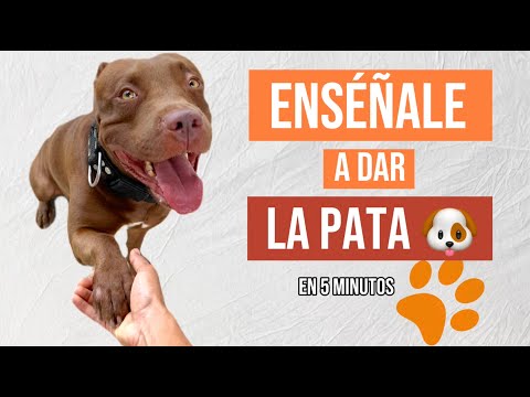 Como ENSEÑAR a tu PERRO a dar la PATA 🐶✅+ Comando adicional 🔥