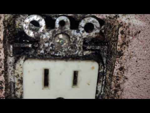 German Cockroaches Behind the Outlet in Colts Neck, NJ