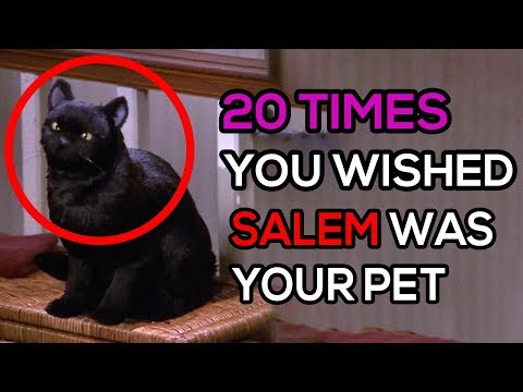 20 Times You Wished Salem Was Your Pet