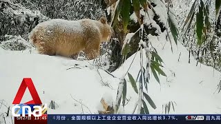 Video 1