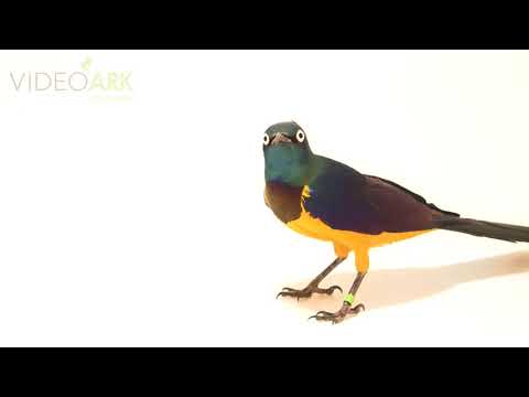Liskavec kráľovský (Lamprotornis regius) — starostlivosť, voliéra a kŕmenie