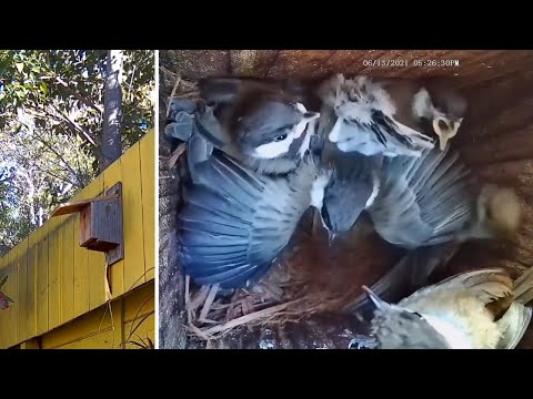Egg-to-fledge time lapse, chestnut-backed chickadee feeding & waste removal