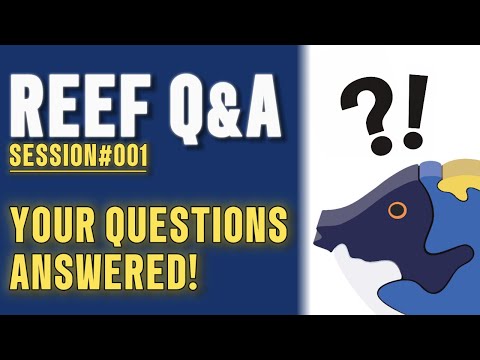 Leonardo's Reef | Reef Q&A | Session 001