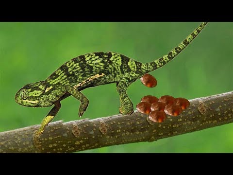 Life Of Chameleon Hunting Lizard And Giving Birth To Many Cute Baby Chameleon