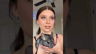 ‼️CAN YOU GUESS WHICH CHINCHILLA IT IS? ‼️