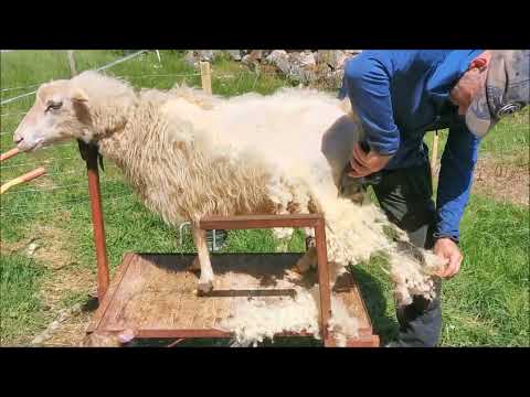 , title : 'Genialer Tisch zum Scheren der Schafe und Klauen schneiden'